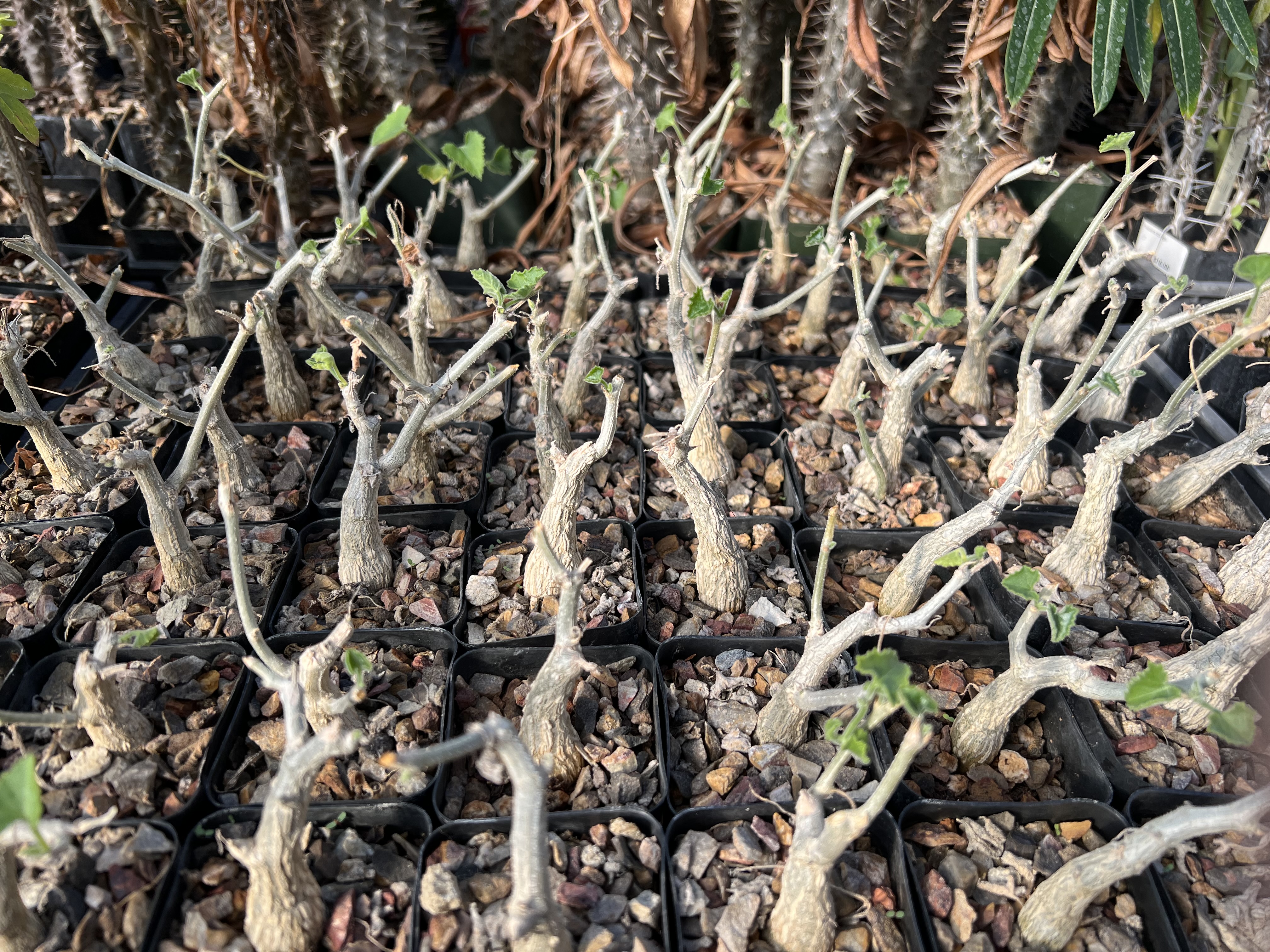 Corallocarpus bainsii