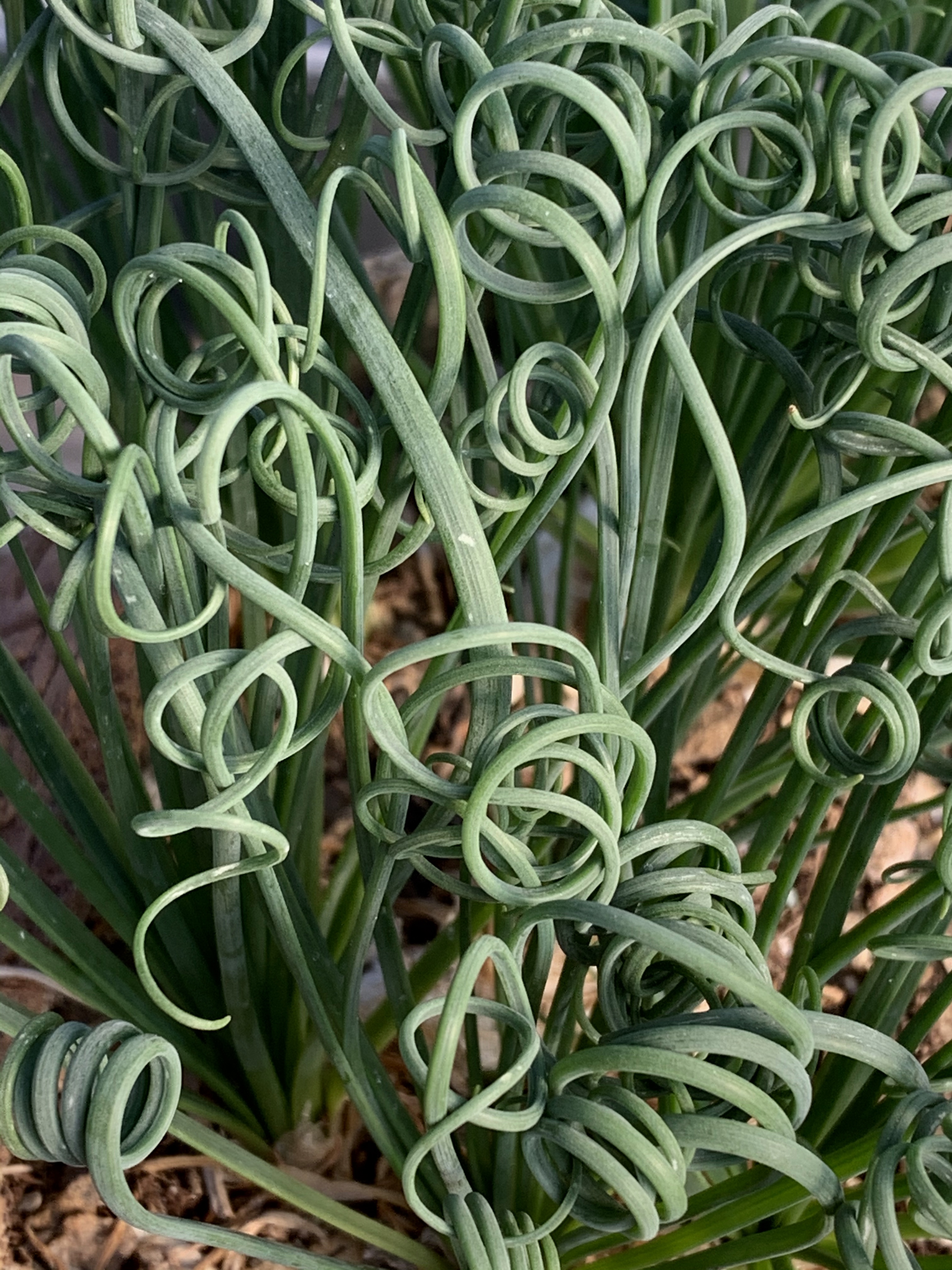 Albuca cf spiralis – Lithops