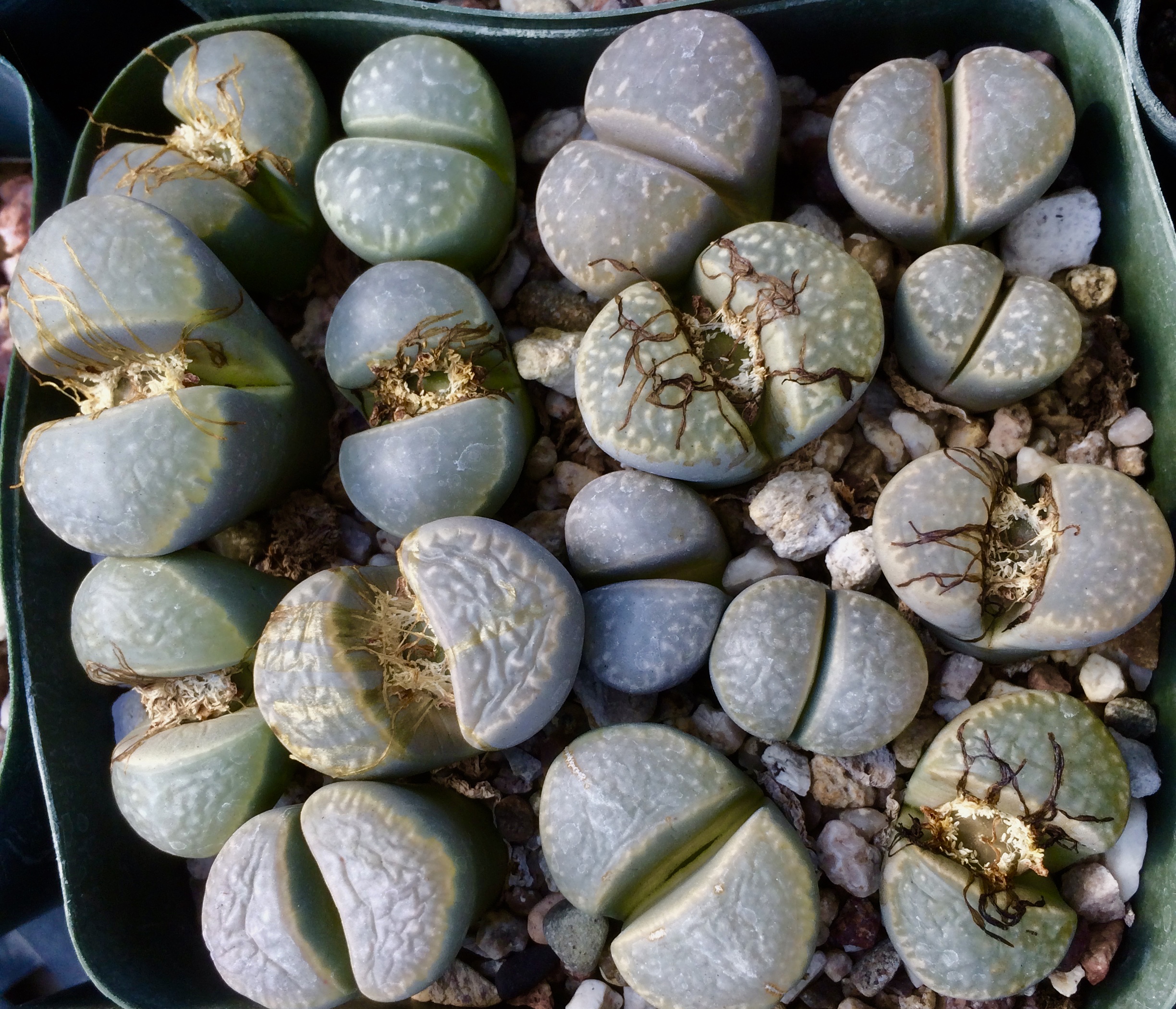 Lithops marmorata (W) – Lithops